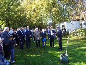 Boke Plantat bouleau